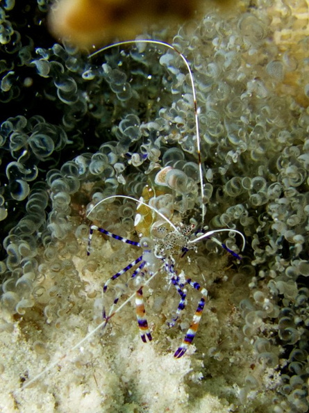 Spotted Cleaner Shrimp  and Corkscrew Anemone IMG_5639.jpg